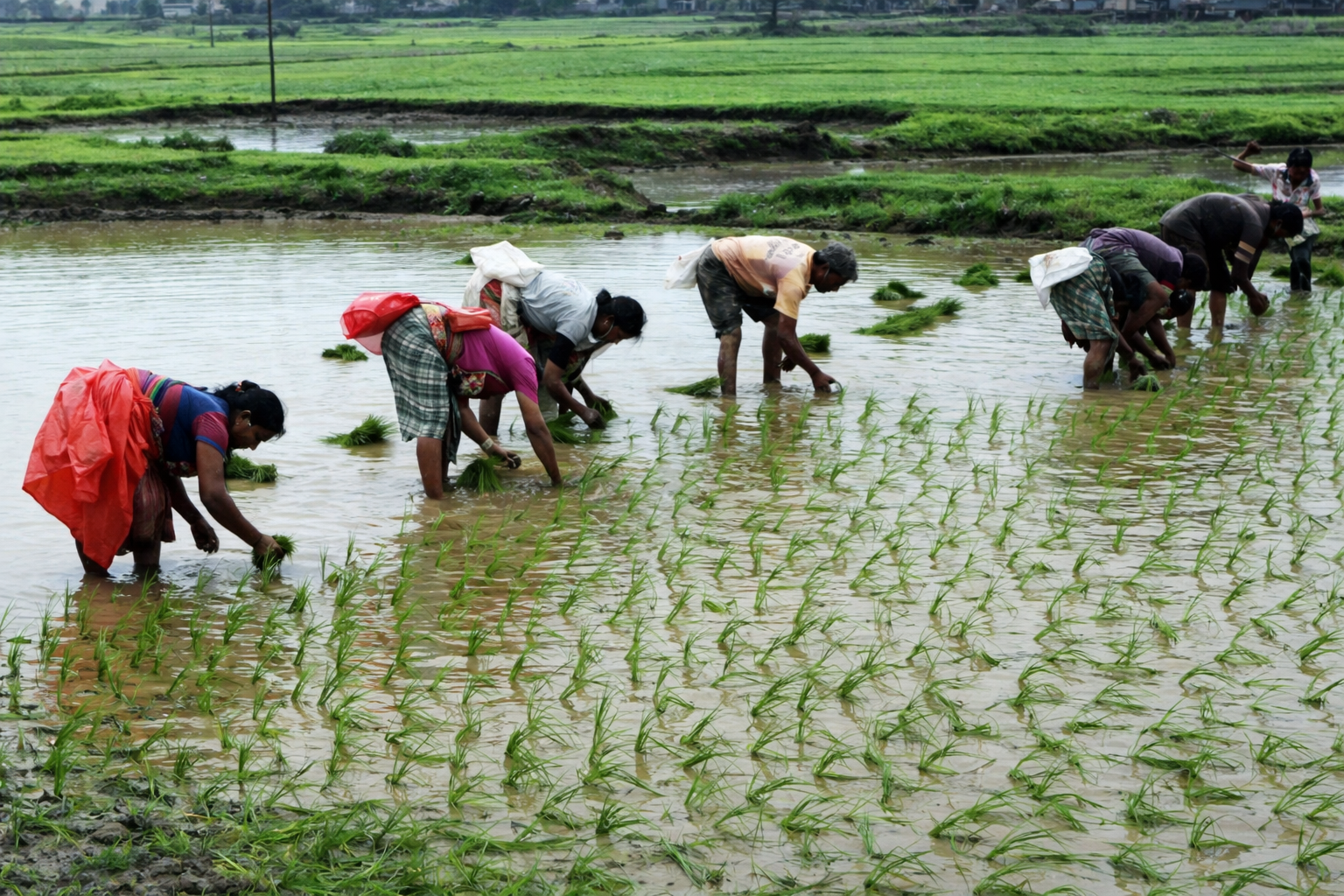 To complete reform drive, rationalise food and fertiliser subsidies